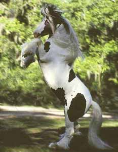 #8103
Gypsy Vanner Horse stallion "Kushti Bok"
rearing.
© Mark J. Barrett 2001
